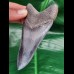 11,0 cm rasiermesserscharfer Zahn des Megalodon