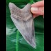 11,0 cm rasiermesserscharfer Zahn des Megalodon