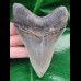 10.8 cm perfect grey tooth of the Megalodon