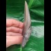 10.8 cm perfect grey tooth of the Megalodon