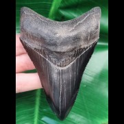 11.0 cm black, sharp tooth of the Megalodon