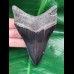 11.0 cm black, sharp tooth of the Megalodon