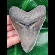 10.2 cm nicely preserved tooth of the Megalodon with bite-mark