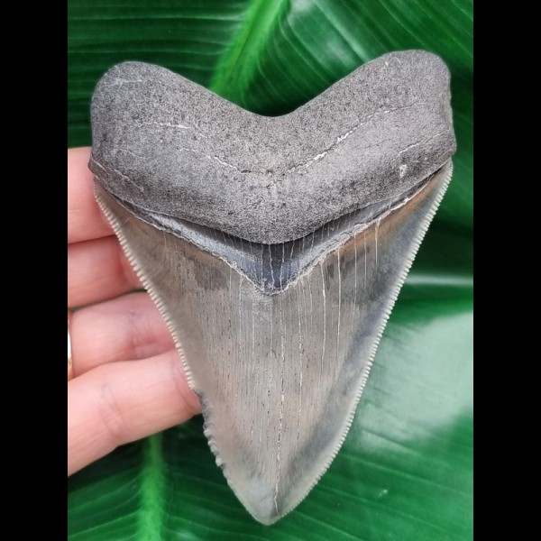 10,2 cm schön erhaltener Zahn des Megalodon mit Bißkerbe