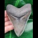 10.2 cm nicely preserved tooth of the Megalodon with bite-mark