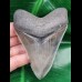 10,2 cm schön erhaltener Zahn des Megalodon mit Bißkerbe