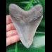 10.2 cm nicely preserved tooth of the Megalodon with bite-mark