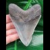 10,2 cm schön erhaltener Zahn des Megalodon mit Bißkerbe