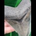10.2 cm nicely preserved tooth of the Megalodon with bite-mark