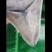10.2 cm nicely preserved tooth of the Megalodon with bite-mark