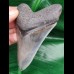 10,2 cm schön erhaltener Zahn des Megalodon mit Bißkerbe