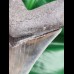 10.2 cm nicely preserved tooth of the Megalodon with bite-mark