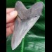 10.2 cm nicely preserved tooth of the Megalodon with bite-mark