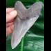 10,2 cm schön erhaltener Zahn des Megalodon mit Bißkerbe