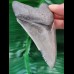 10.2 cm nicely preserved tooth of the Megalodon with bite-mark