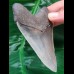 10.2 cm nicely preserved tooth of the Megalodon with bite-mark