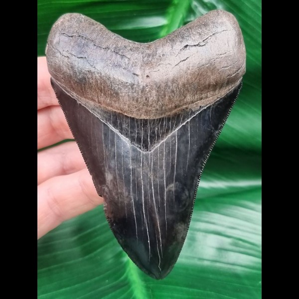 10,1 cm beeindruckender schwarzer Zahn des Megalodon 