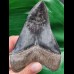 10,1 cm beeindruckender schwarzer Zahn des Megalodon 