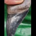 10,1 cm beeindruckender schwarzer Zahn des Megalodon 