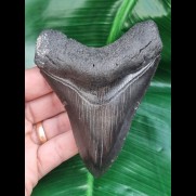 10.5 cm black tooth of the Megalodon with wonderfully preserved bourelette