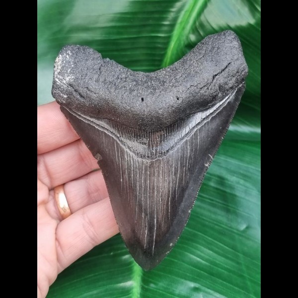 10,5 cm schwarzer Zahn des Megalodon mit wunderbar erhaltener Bourelette