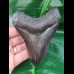 10,5 cm schwarzer Zahn des Megalodon mit wunderbar erhaltener Bourelette