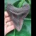 10,5 cm schwarzer Zahn des Megalodon mit wunderbar erhaltener Bourelette