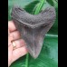 10.5 cm black tooth of the Megalodon with wonderfully preserved bourelette