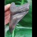 10,5 cm schwarzer Zahn des Megalodon mit wunderbar erhaltener Bourelette