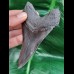 10,5 cm schwarzer Zahn des Megalodon mit wunderbar erhaltener Bourelette