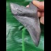 10,5 cm schwarzer Zahn des Megalodon mit wunderbar erhaltener Bourelette