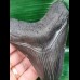 10,5 cm schwarzer Zahn des Megalodon mit wunderbar erhaltener Bourelette