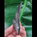 10.5 cm black tooth of the Megalodon with wonderfully preserved bourelette