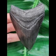 9.1 cm black good tooth of Megalodon