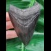 9,1 cm schwarzer guter Zahn des Megalodon