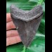 9,1 cm schwarzer guter Zahn des Megalodon