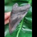 9.1 cm black good tooth of Megalodon