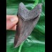 9,1 cm schwarzer guter Zahn des Megalodon
