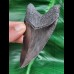 9.1 cm black good tooth of Megalodon
