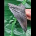 9.1 cm black good tooth of Megalodon