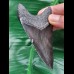 9,1 cm schwarzer guter Zahn des Megalodon