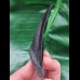 9.1 cm black good tooth of Megalodon