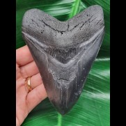 13,0 cm beeindruckend großer schwarzer Zahn des Megalodon