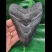 13,0 cm beeindruckend großer schwarzer Zahn des Megalodon