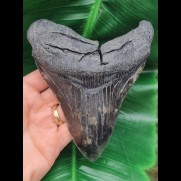 13.8 cm massive tooth of the Megalodon