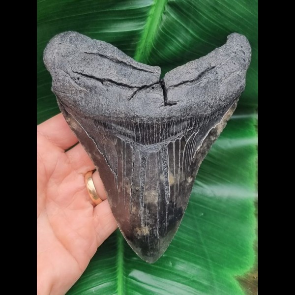 13,8 cm massiver Zahn des Megalodon