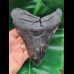 13.8 cm massive tooth of the Megalodon