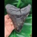 13,8 cm massiver Zahn des Megalodon