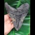 13,8 cm massiver Zahn des Megalodon