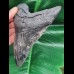 13,8 cm massiver Zahn des Megalodon